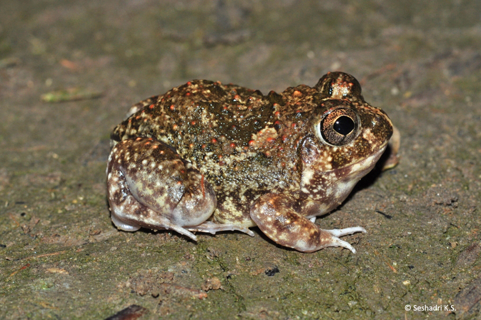 4_S_breviceps_Seshadri_DSC_9326
