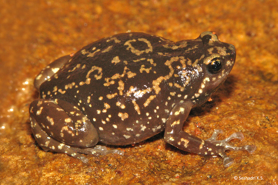 6_Ramanella Variegata_Seshadri_IMG_3137 copy