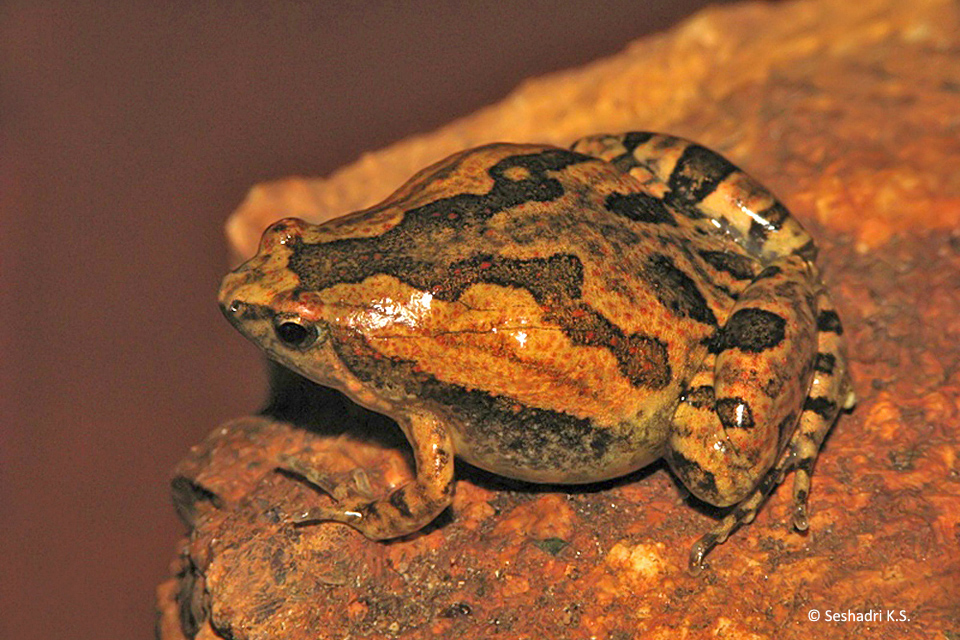 7_M_ornata_Seshadri_IMG_2889 copy